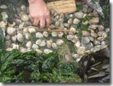 Steamed clams and seaweed Van Island
